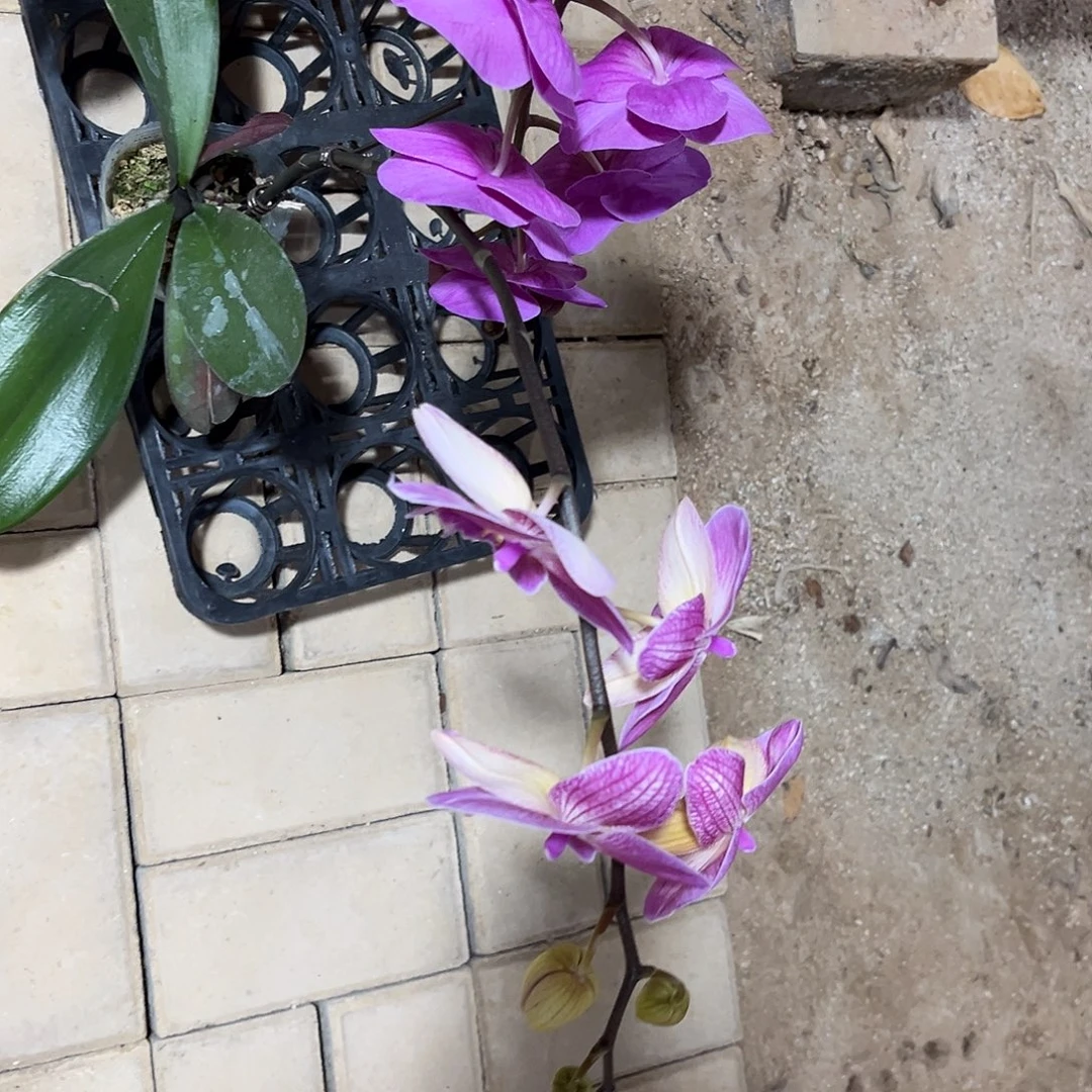 芄***子完全开放蝴蝶兰花。不售后