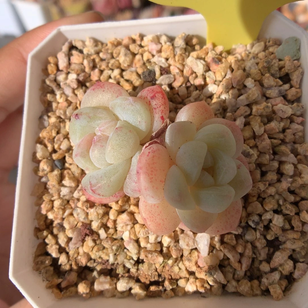 973双头异色冰玉石化多肉