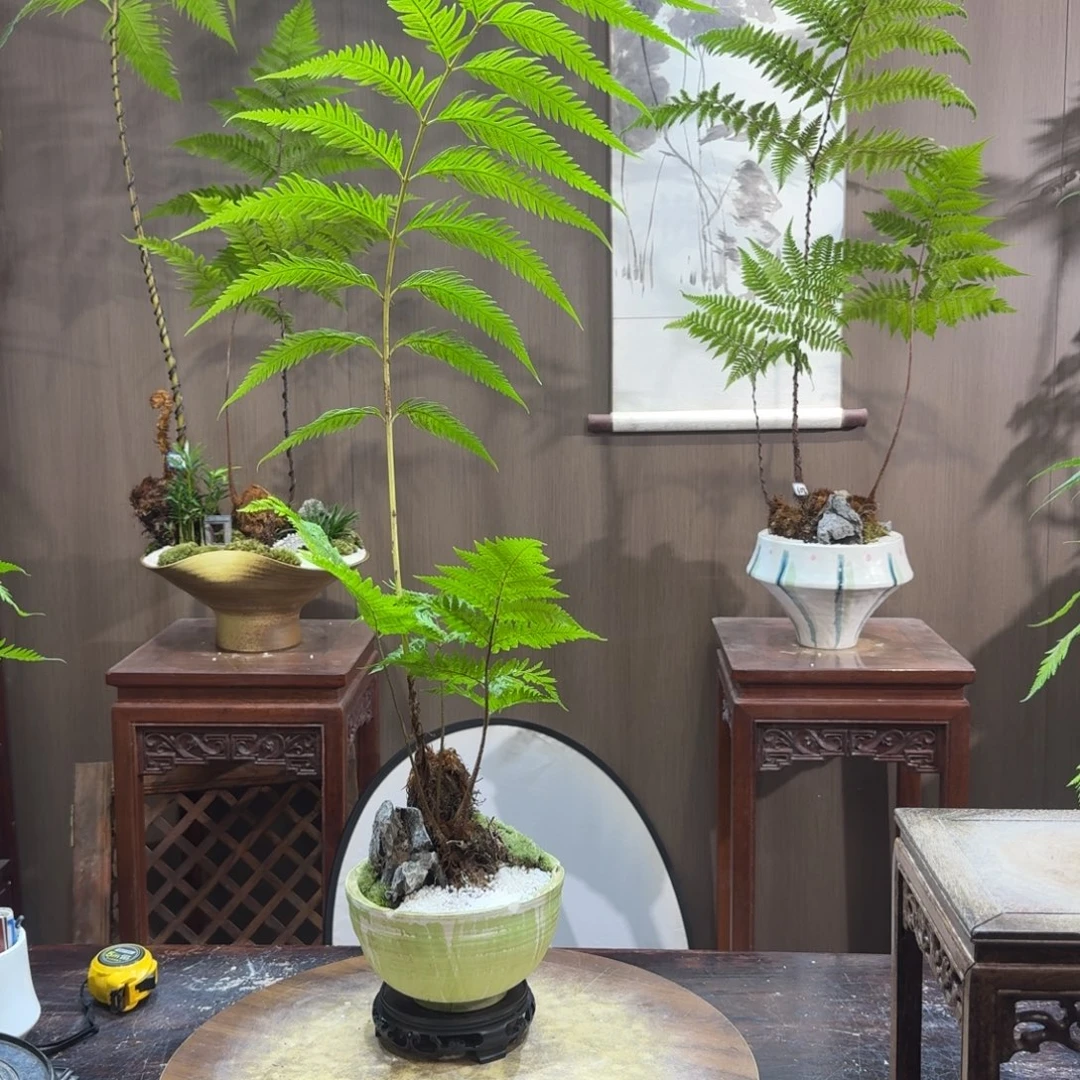 疯***晶无花朵蕨类植物一物一拍