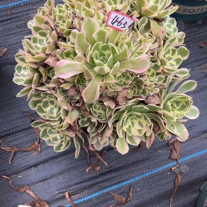 463女郎多肉植物法师