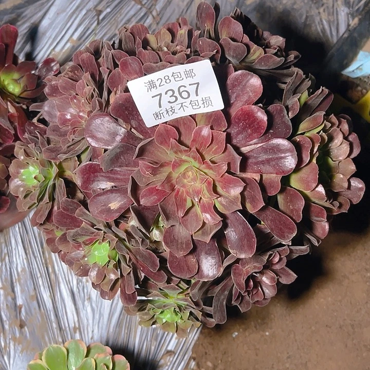 7367欧若拉多肉植物