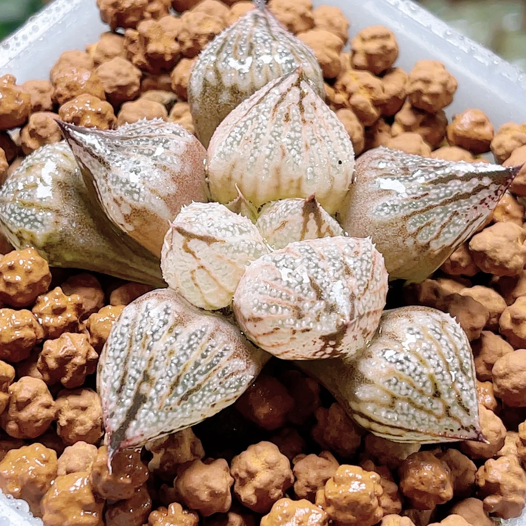 十二卷玉露 皇妃变异 阳台办公室 新手高端多肉植物