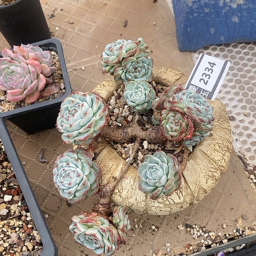 【闪购商品】天鹅绒2334