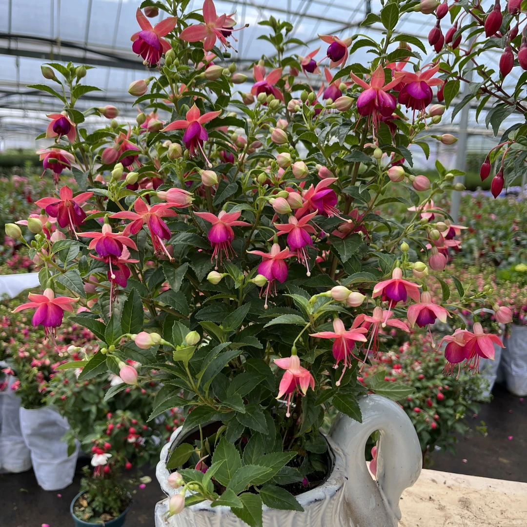 紫色倒挂金钟丛生庭院阳台爆花强花卉新手易养护生花苞发货