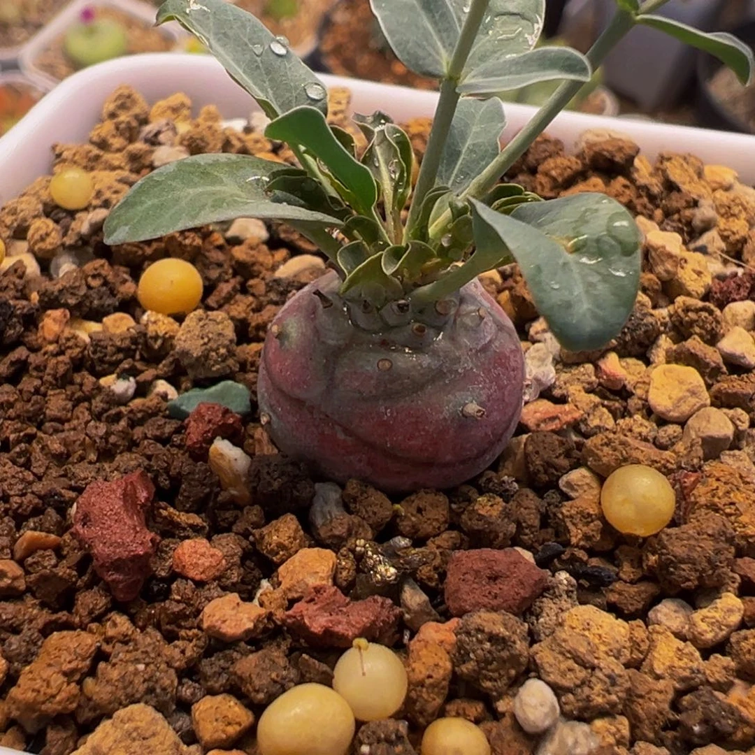 185多肉植物种类多样