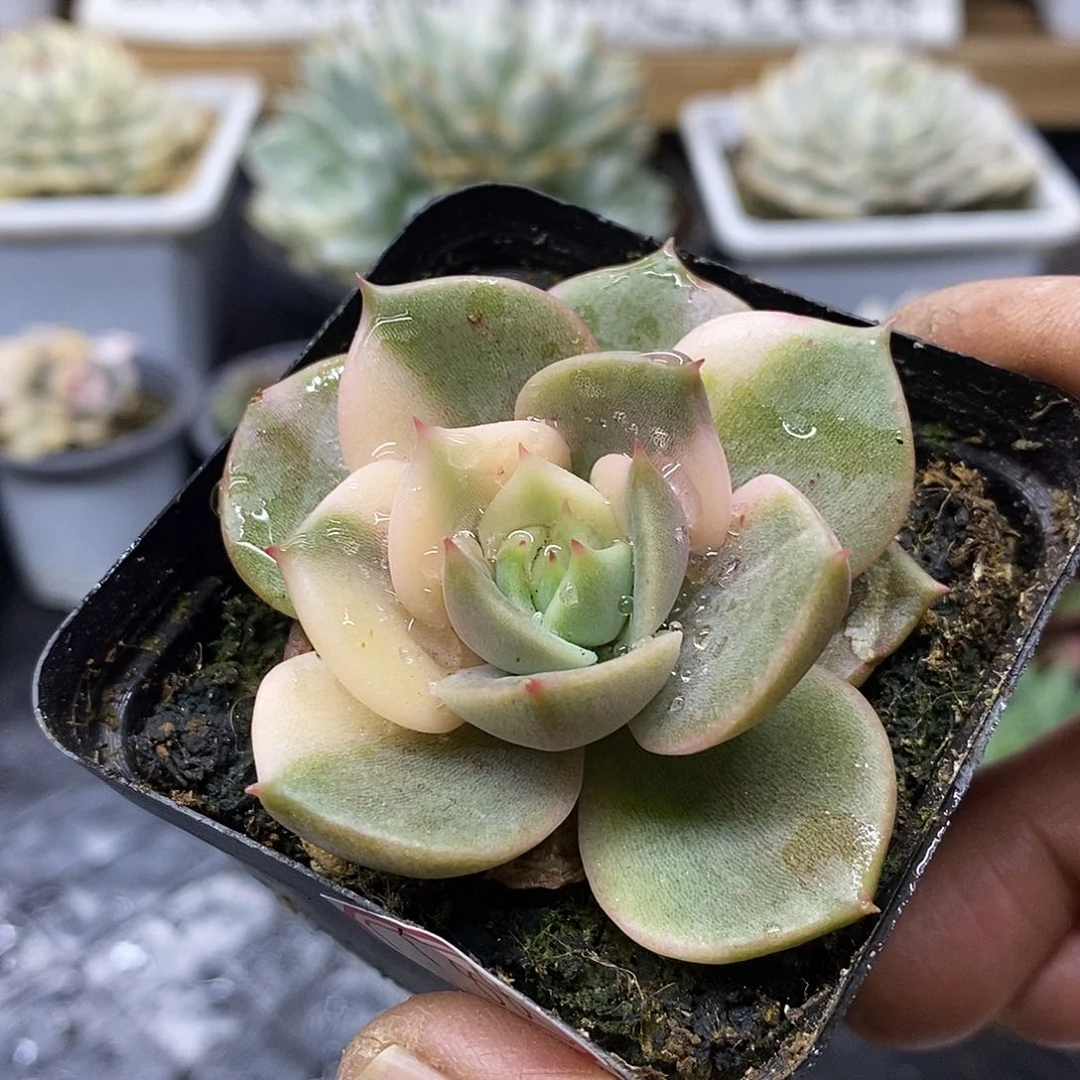 27188 贝加尔湖花脸锦