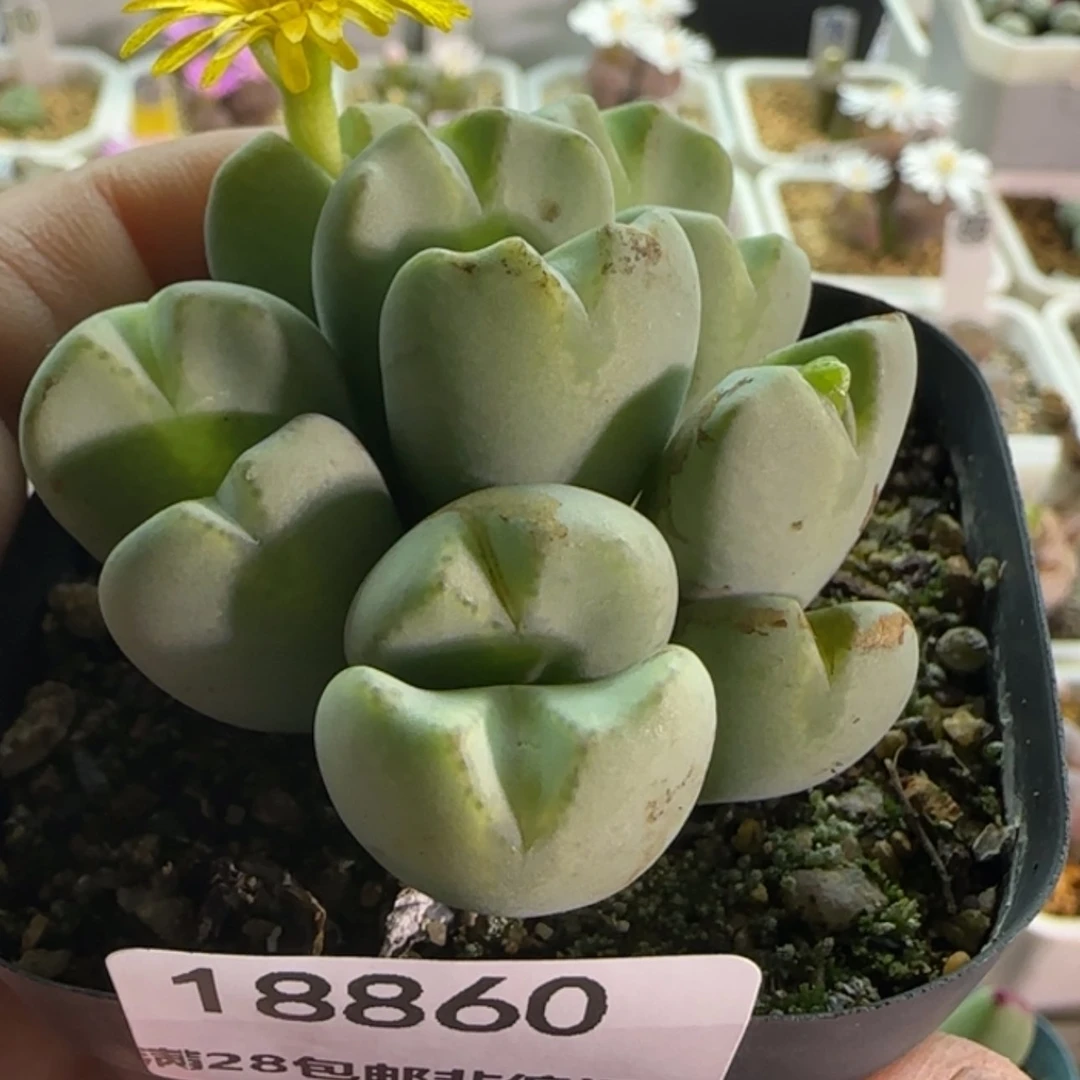 【闪购商品】@**汪18860