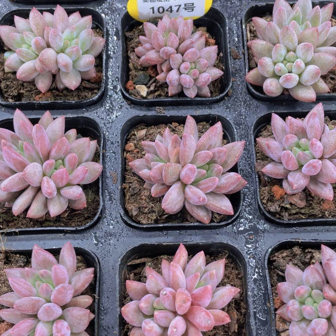 1047号 奶油果冻车厘子双头一个