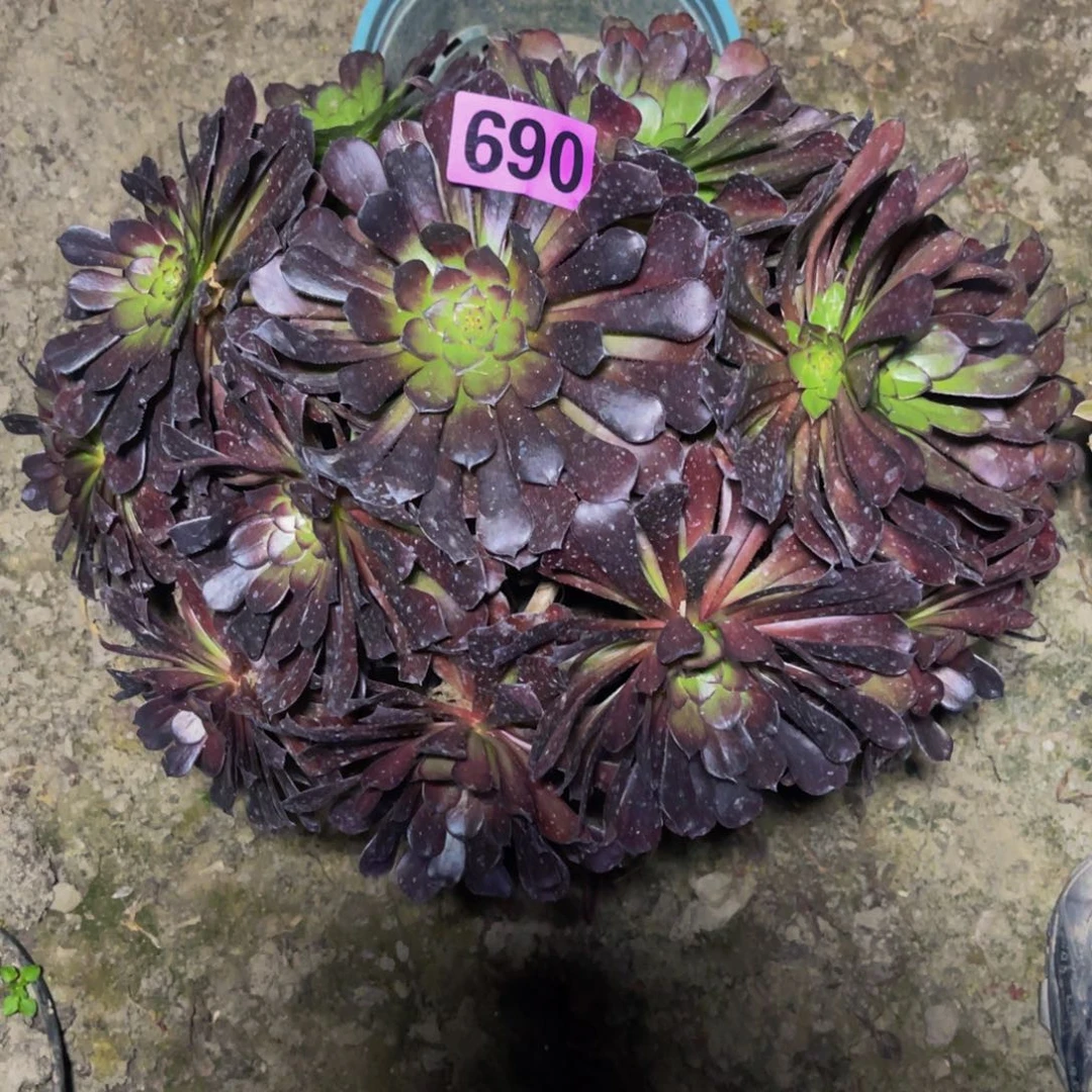 墨铜法师16/////11包邮