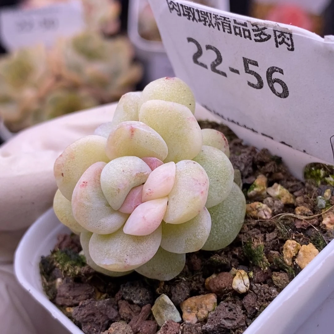 【闪购商品】22-56冰玉石化