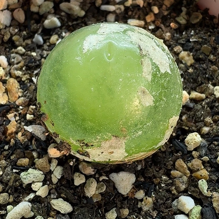 老马生石花灯泡742
