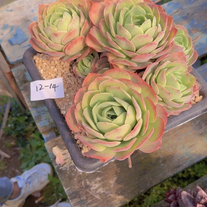 1214桃花坞多肉植物