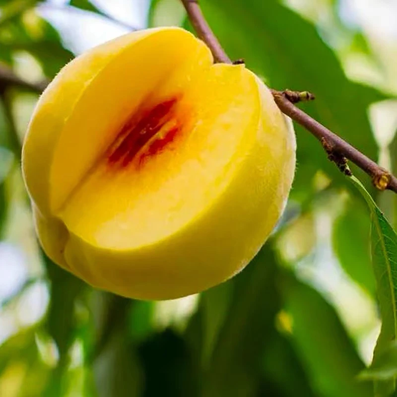 正宗湖南汝城高山黄桃新鲜水果果园现摘现发脆甜多汁