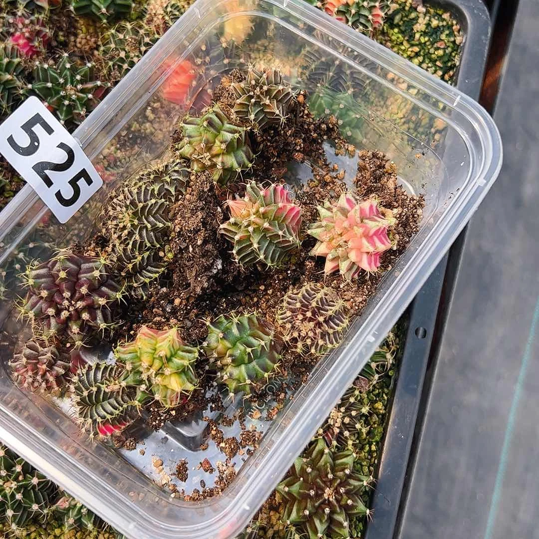 *****当前无花栽培后可以开花525