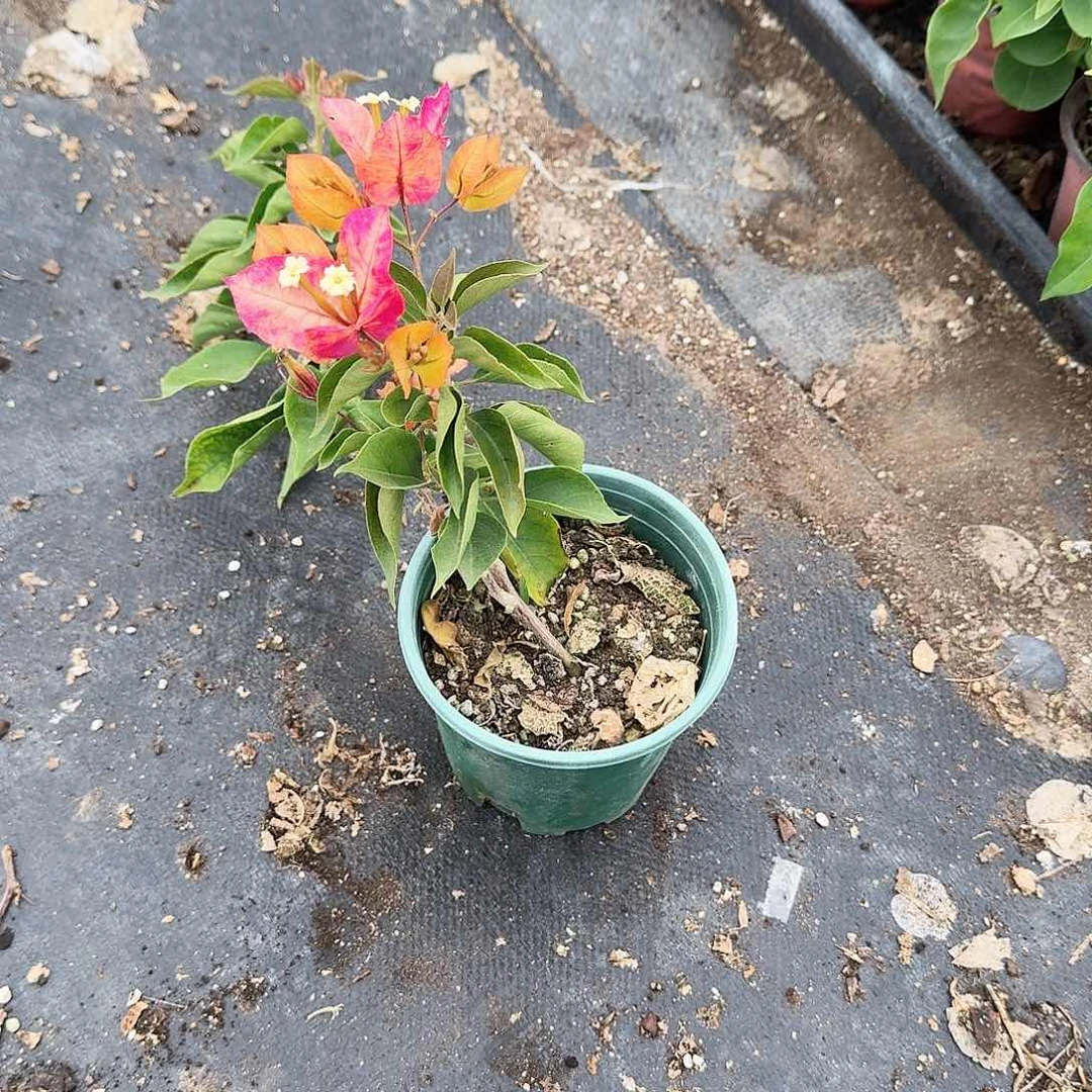 完全开放苏菲亚和粉九月