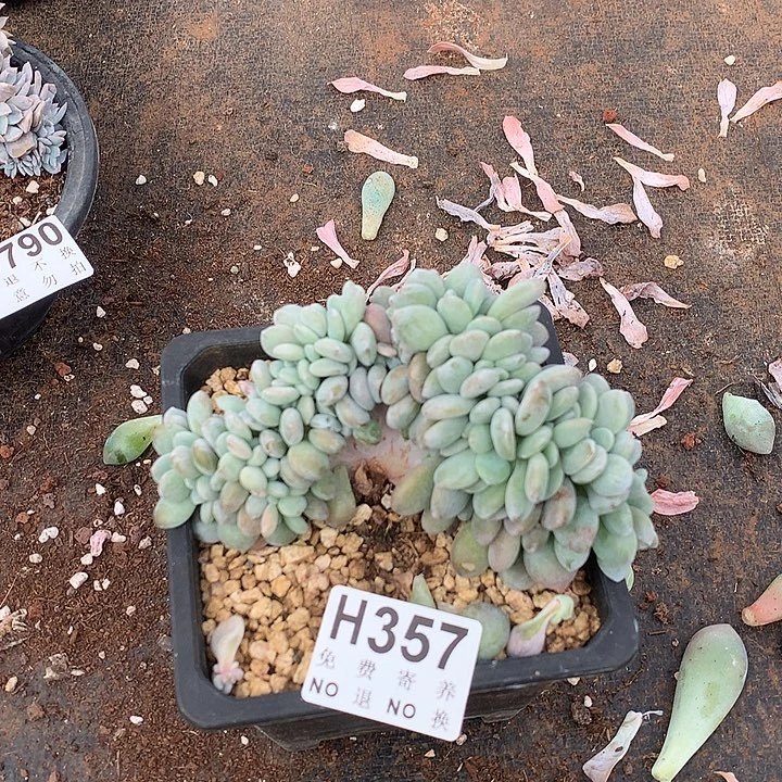 粉兔缀化 非偏远38包邮 节后发