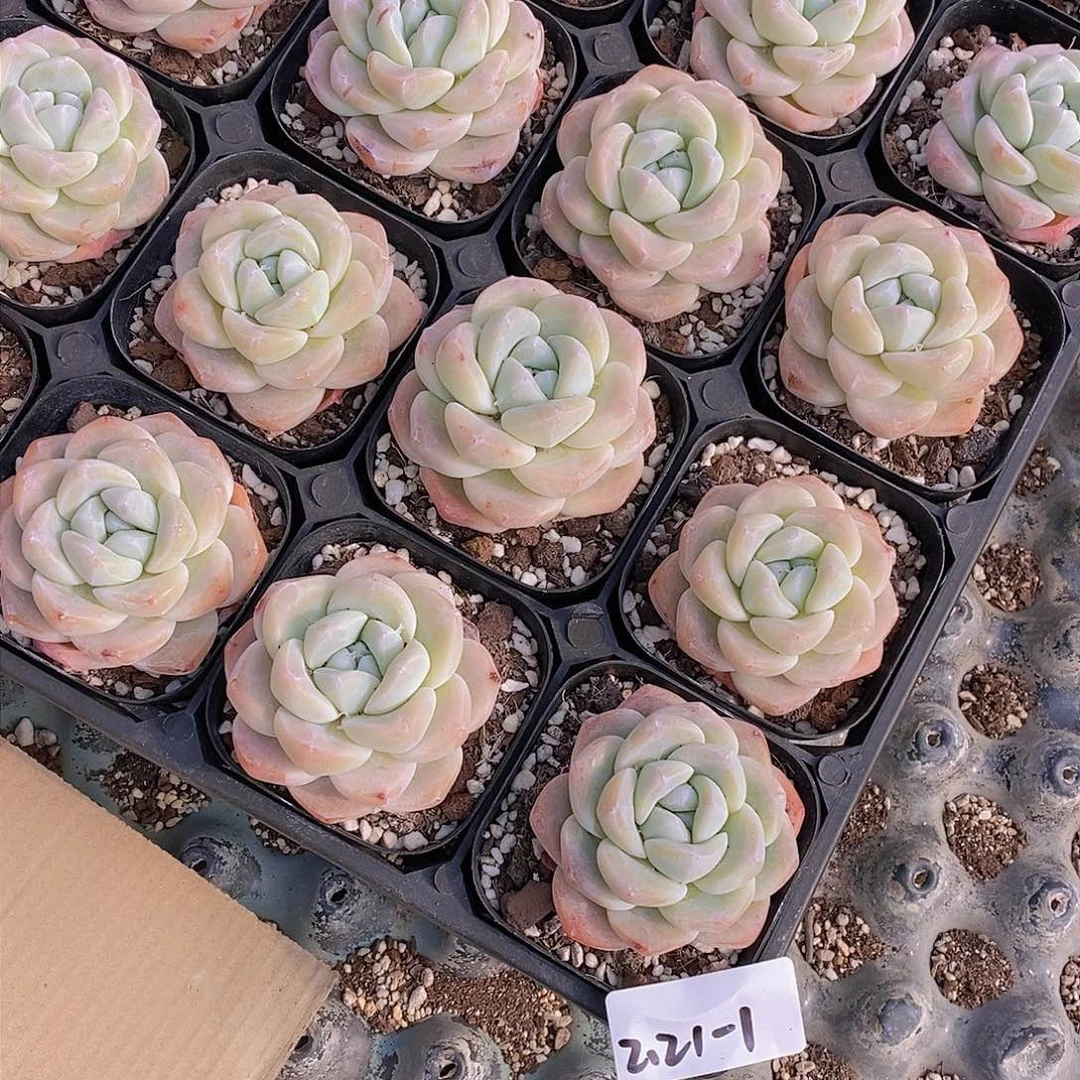 2.21-1-奶油冰玉福利两颗 量拍