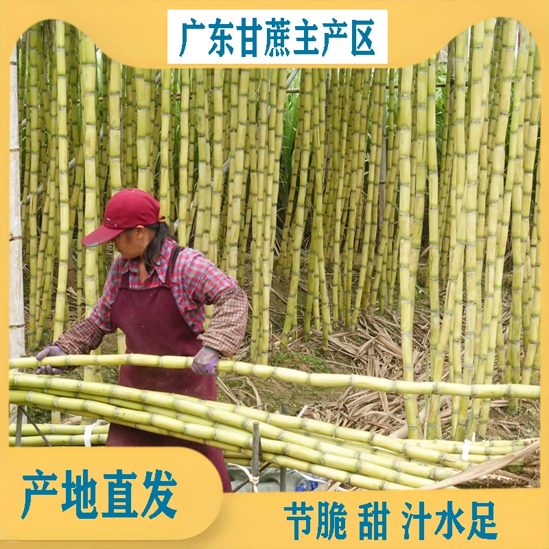 新鲜黄金甘蔗脆甜汁水多好剥皮应季水果现砍现发广东翁源黄皮甘蔗