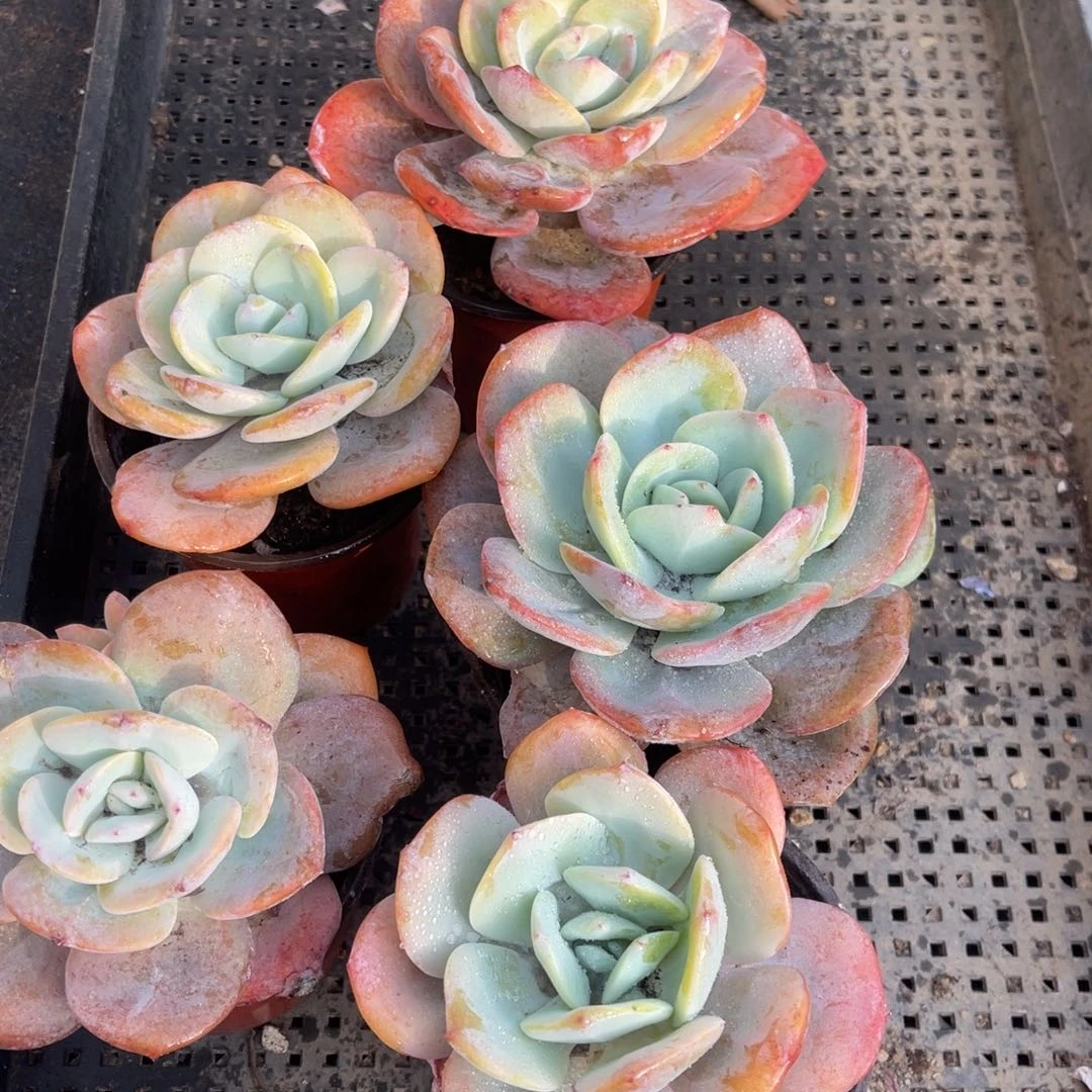 5颗40元148089999999