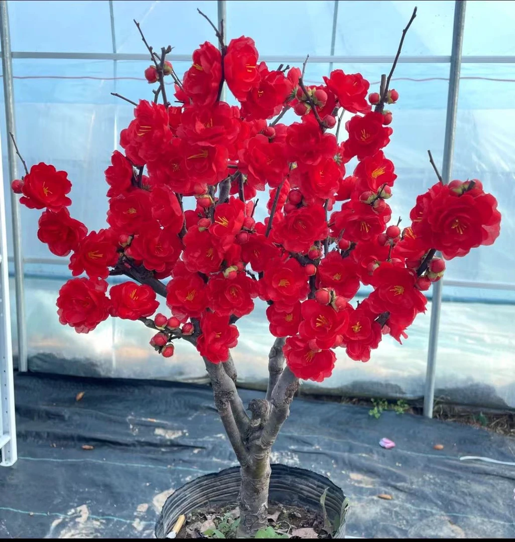 【玫瑰之约长寿观】浓香型八年老桩苗海棠盆景变色过年开花