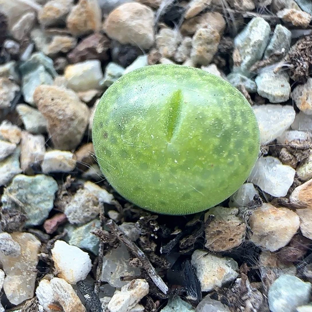 杂交。         37194