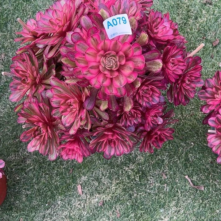 妈*李079白月光多肉植物