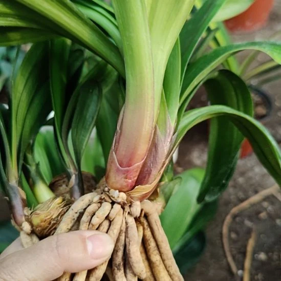 当前无花栽培后可以开花