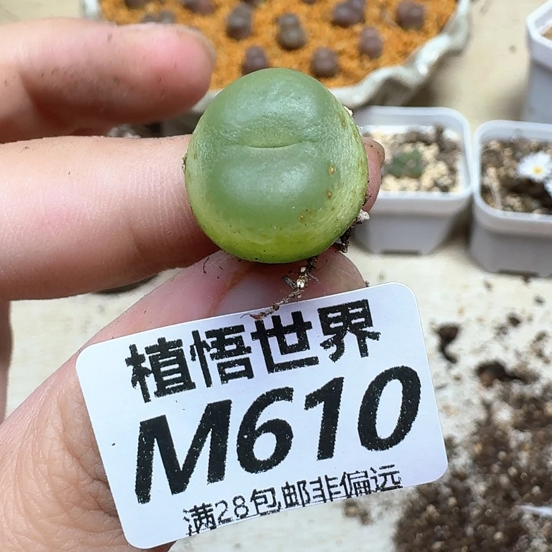 多肉植物的润泽地方