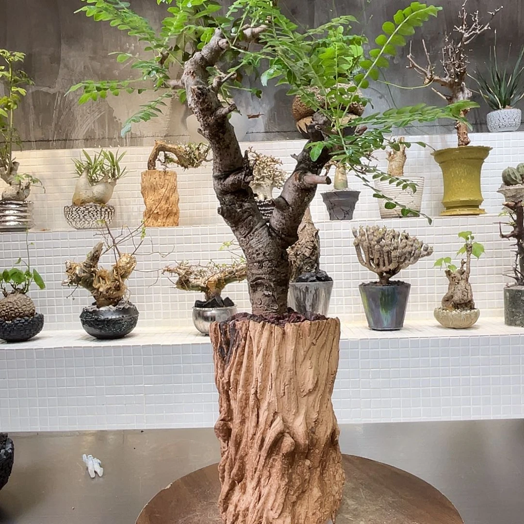 尼勒达乳香一物一拍