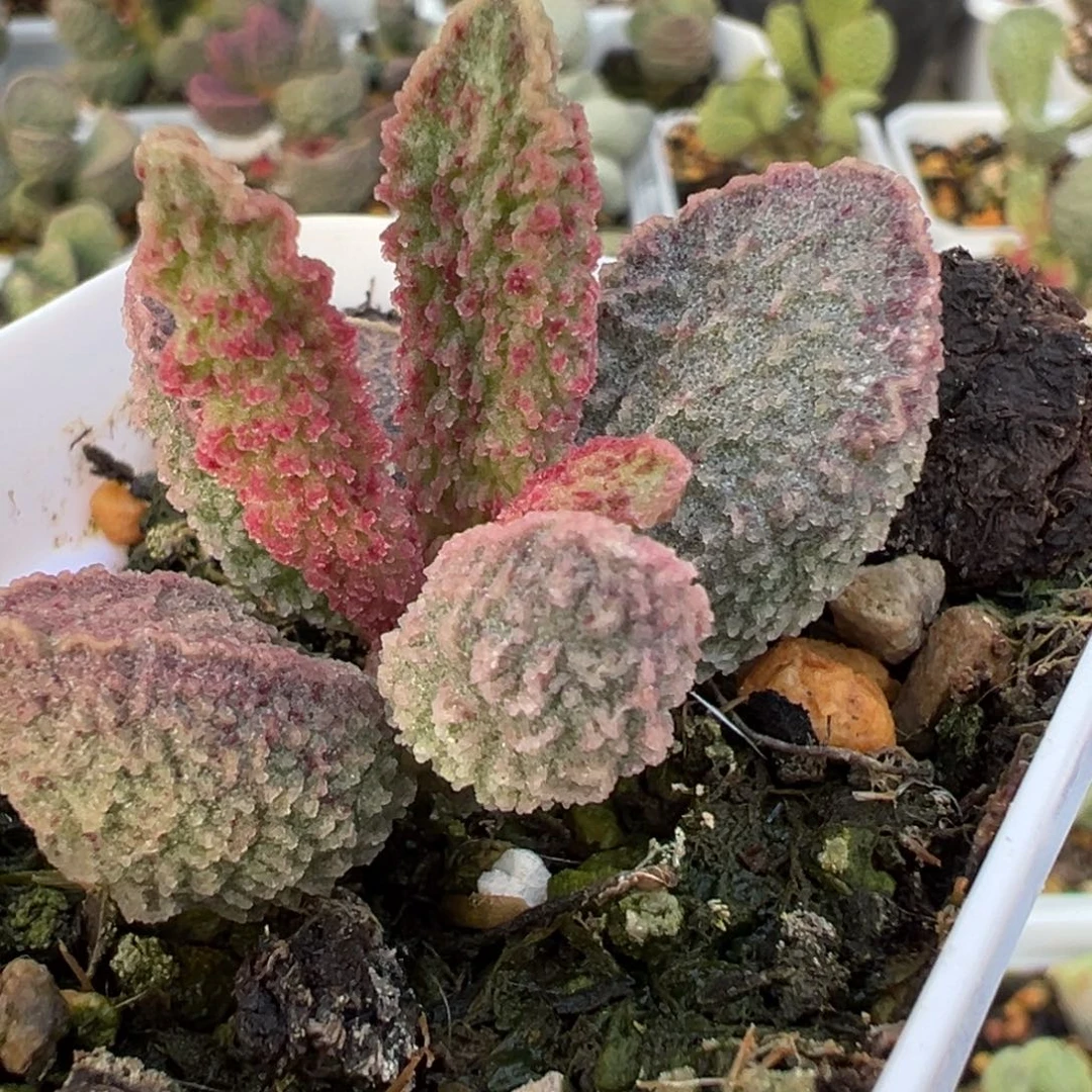 实生新品粉色渐变色实生新品多肉植物