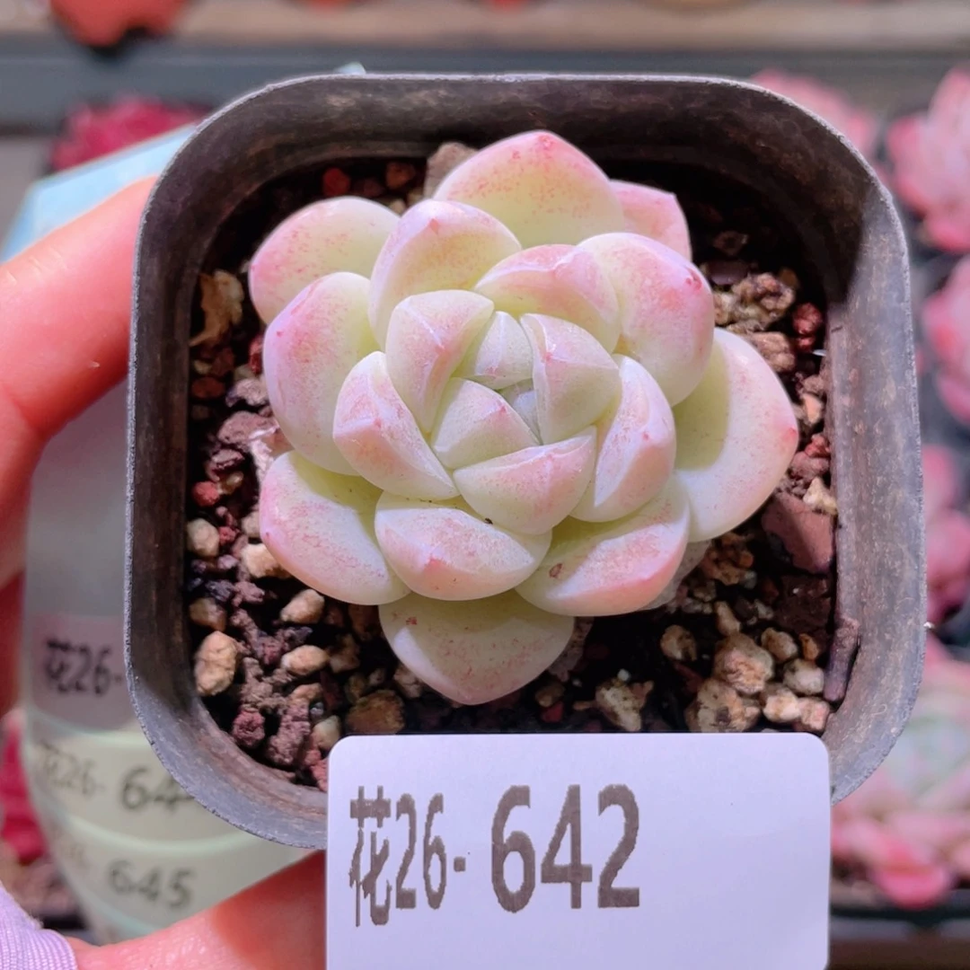 花利美26-642冰玉