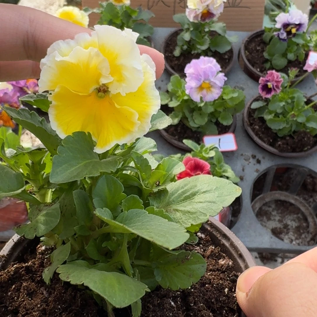 大部分花苞少量开放3