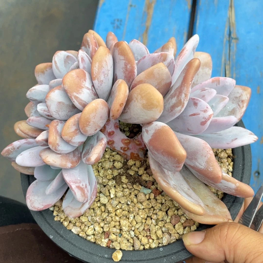 粉兔缀化小树一个58