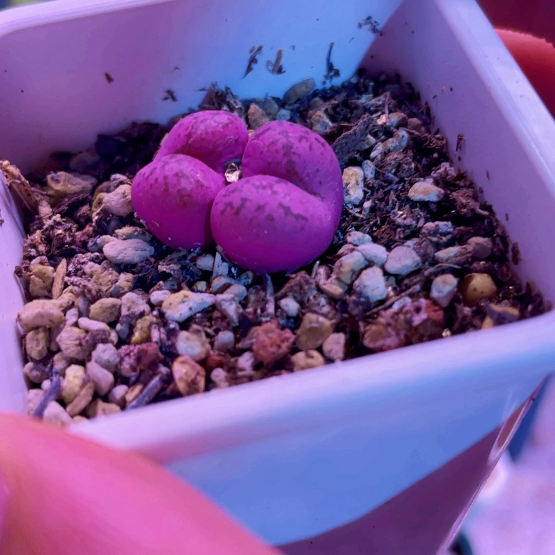 cr1527杂植物一物一拍