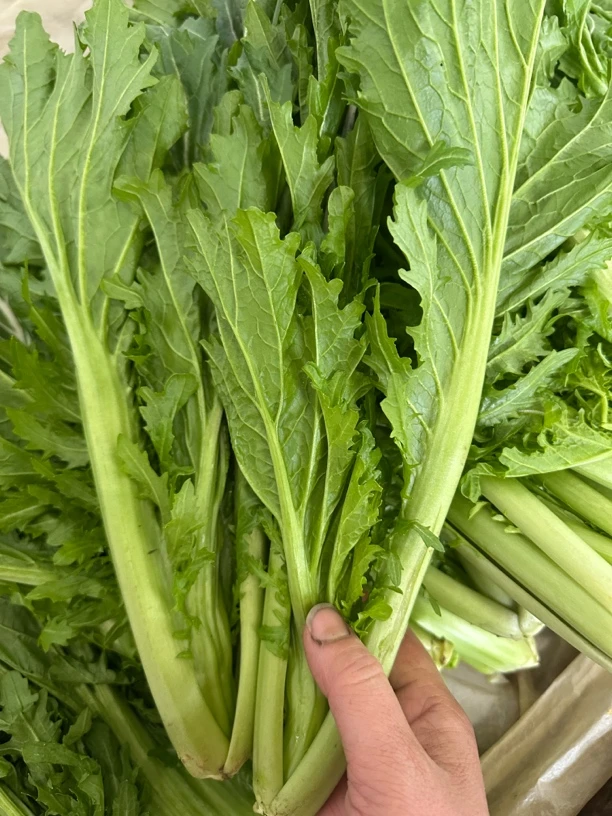 贵州遵义农家种植老品种芥菜5斤包邮