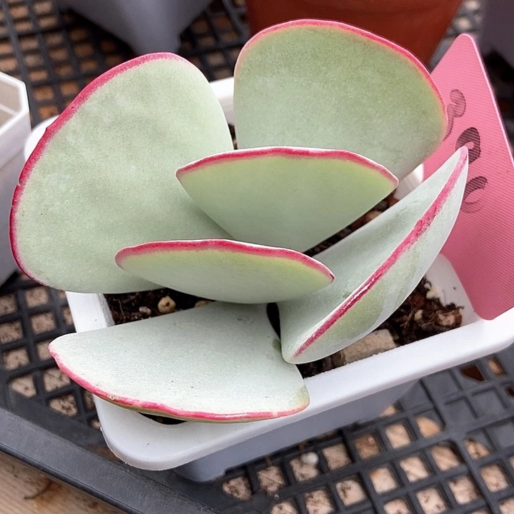 多肉植物白眉390