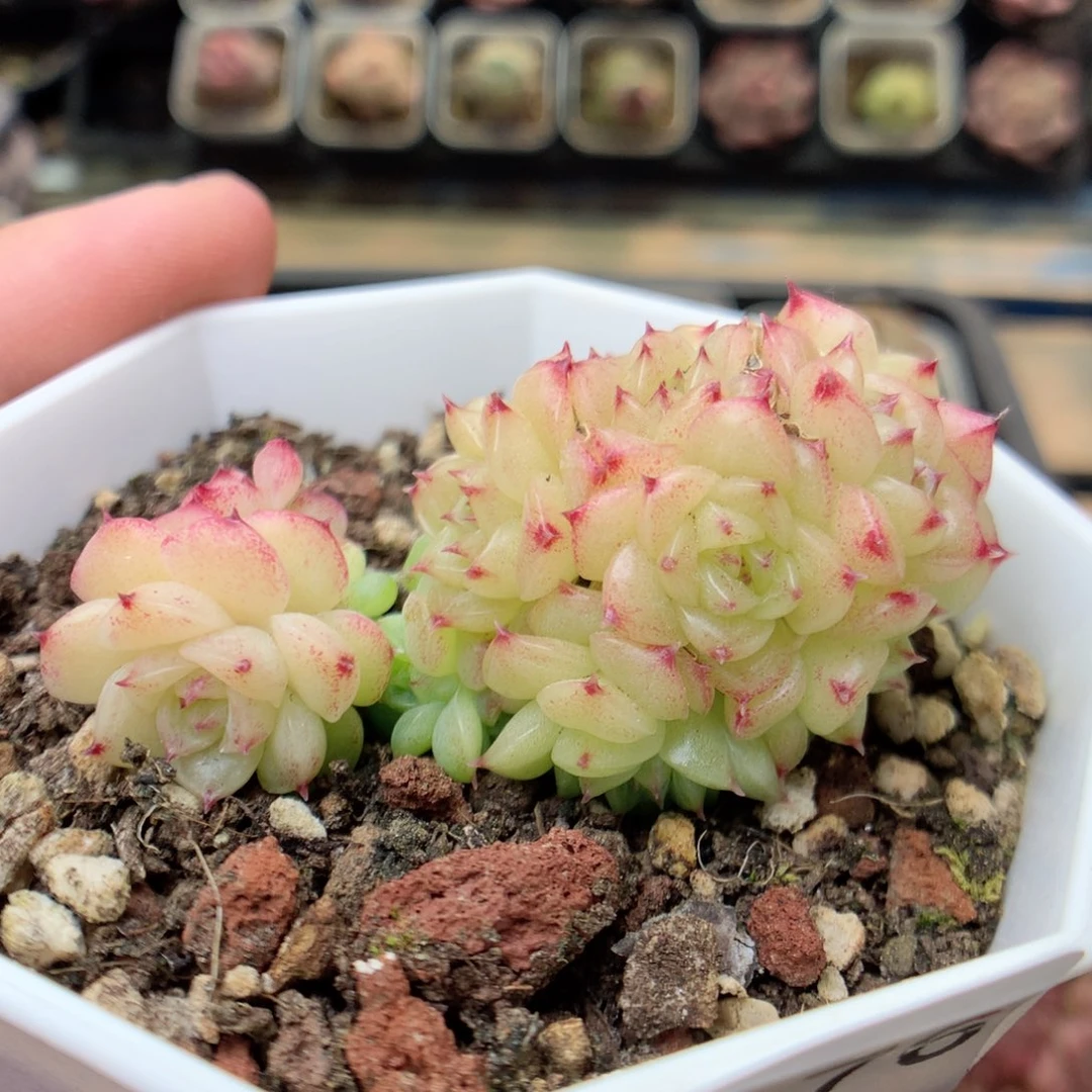 F176两颗，20包邮两天凑单偏远地区不发货