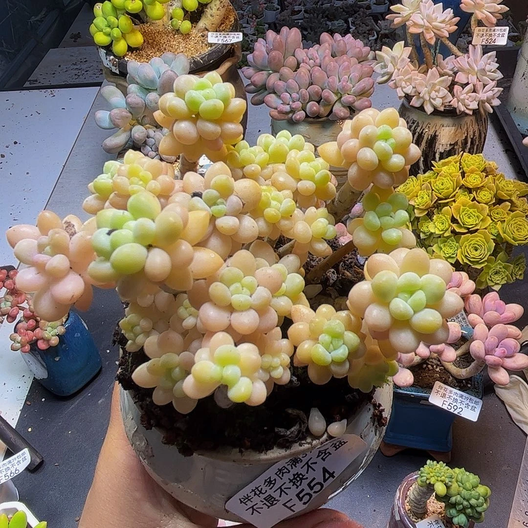 花朵鱼子酱554/8cm