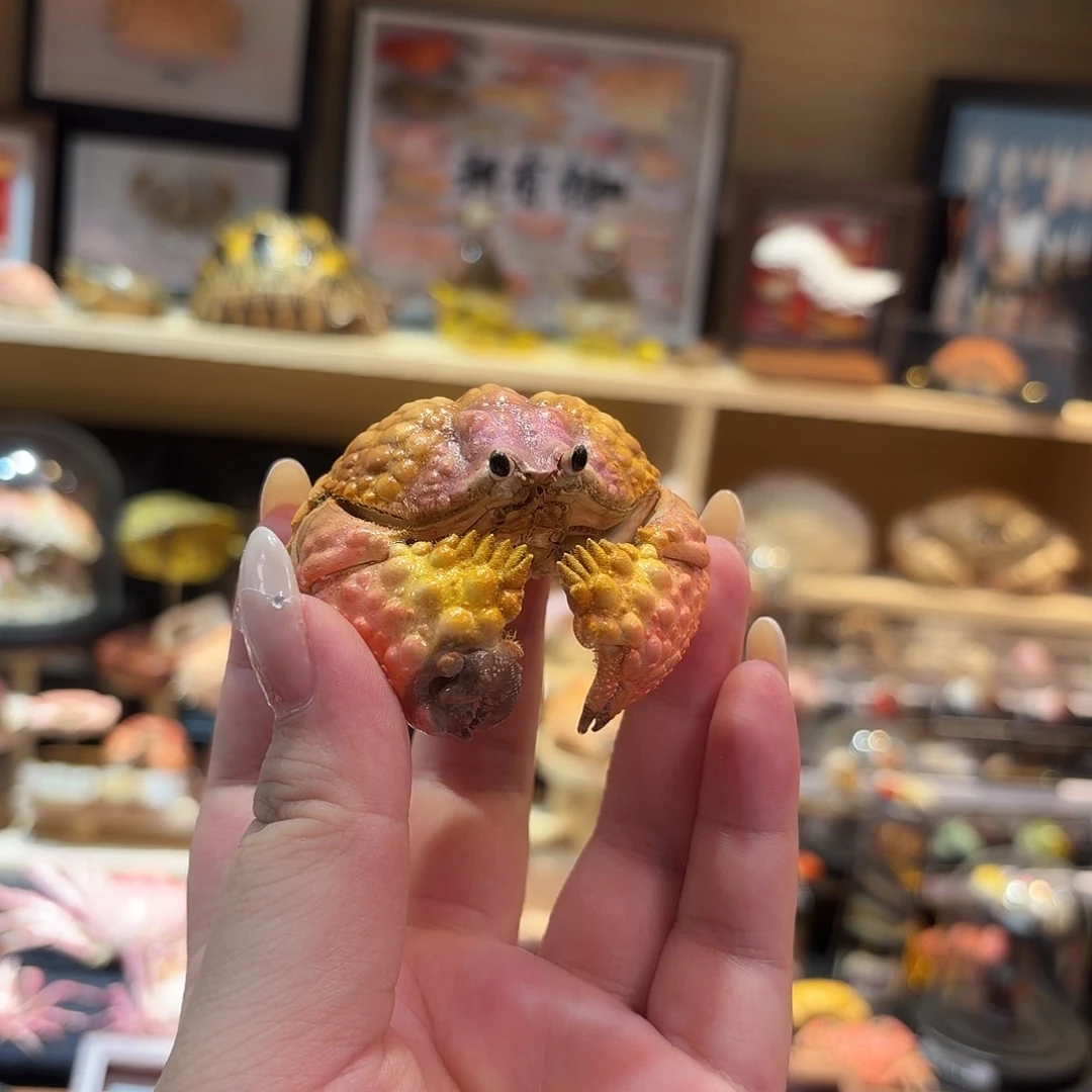 真实异色山羊馒头标本