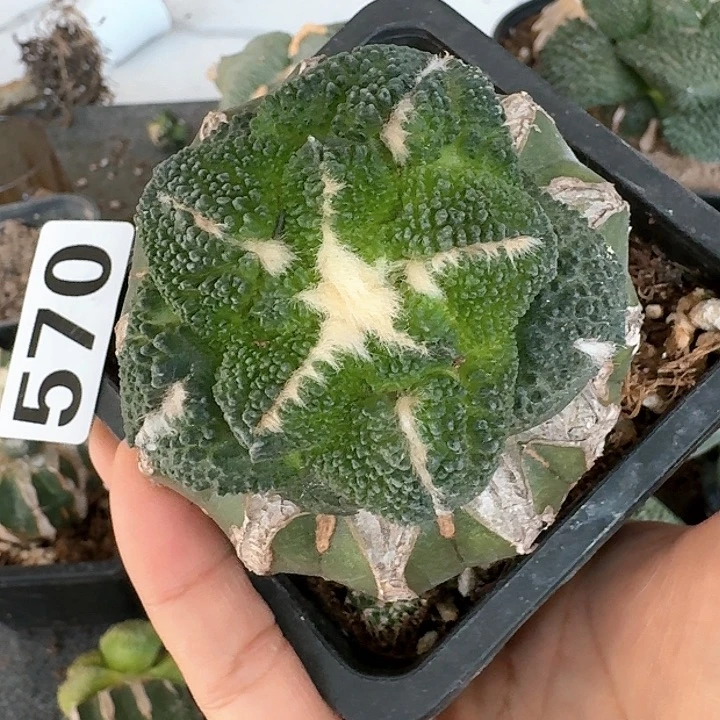 【闪购商品】无花朵喵***园荔枝尤哥斯拉570