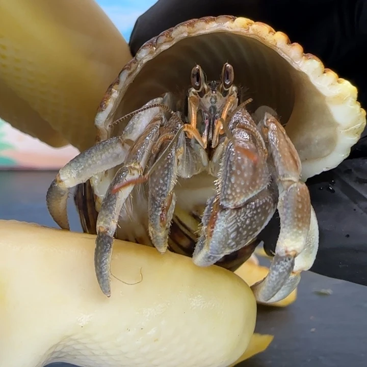 A41棕黑 灰白1.6cm口径