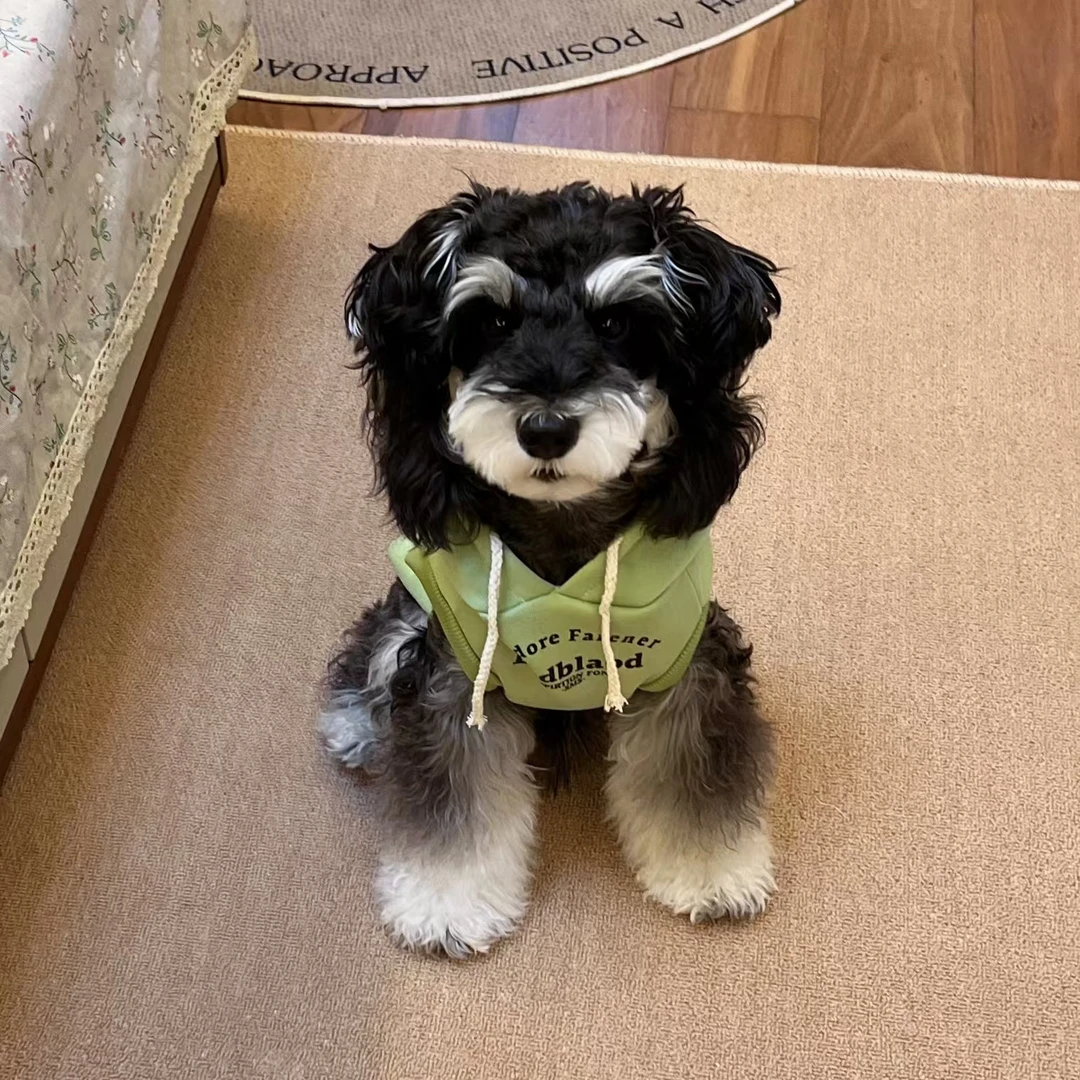狗狗春季衣服雪纳瑞西高地马尔济斯打结长毛犬马甲背心雪纳瑞衣服