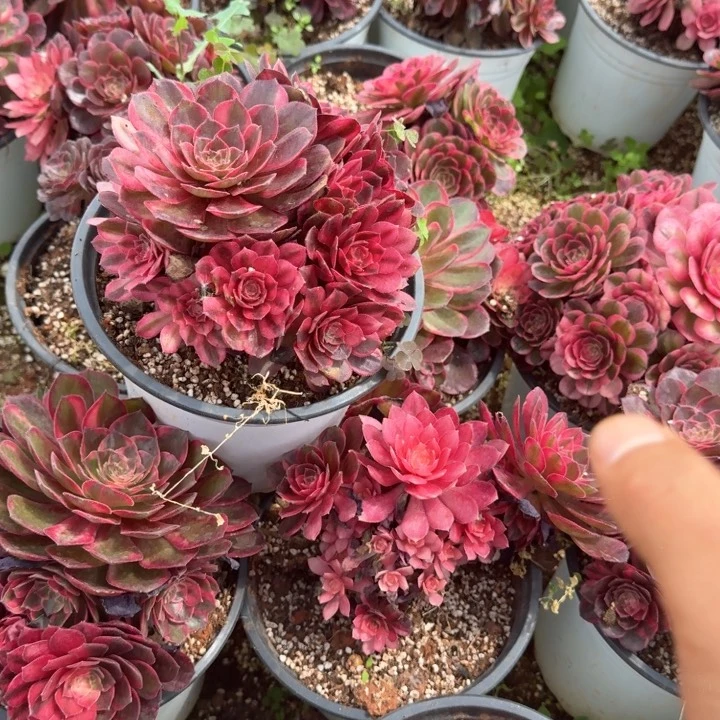 黑魔锦实生根捧花啊