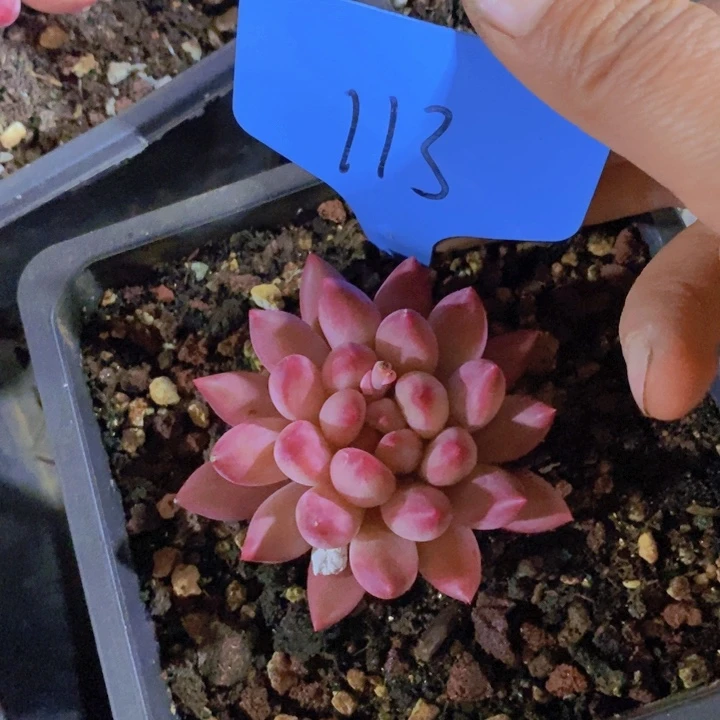 奥***干是因为她太善良才喜欢