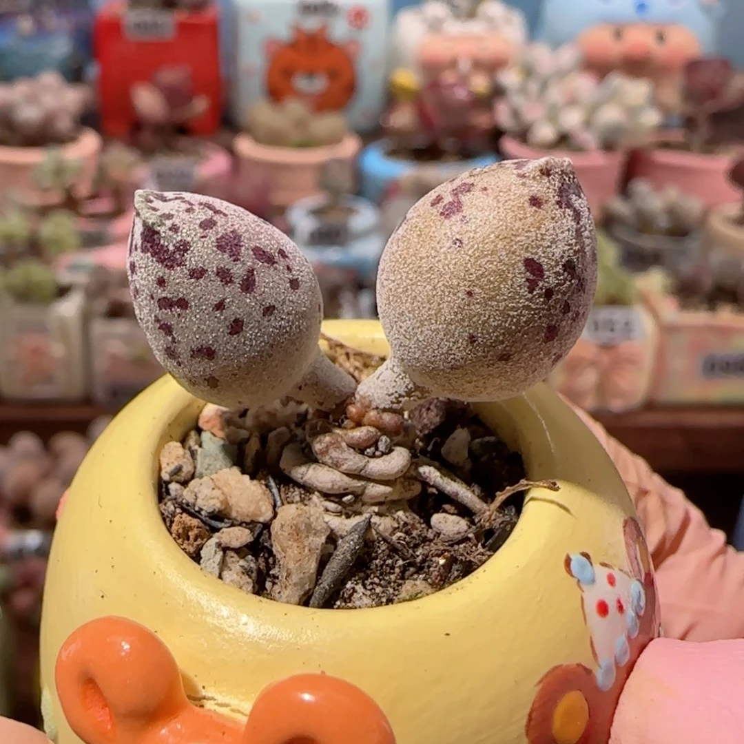 粉海豹   盆口3cm