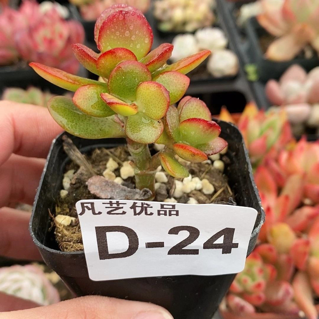 D24一物一拍满9.9包邮