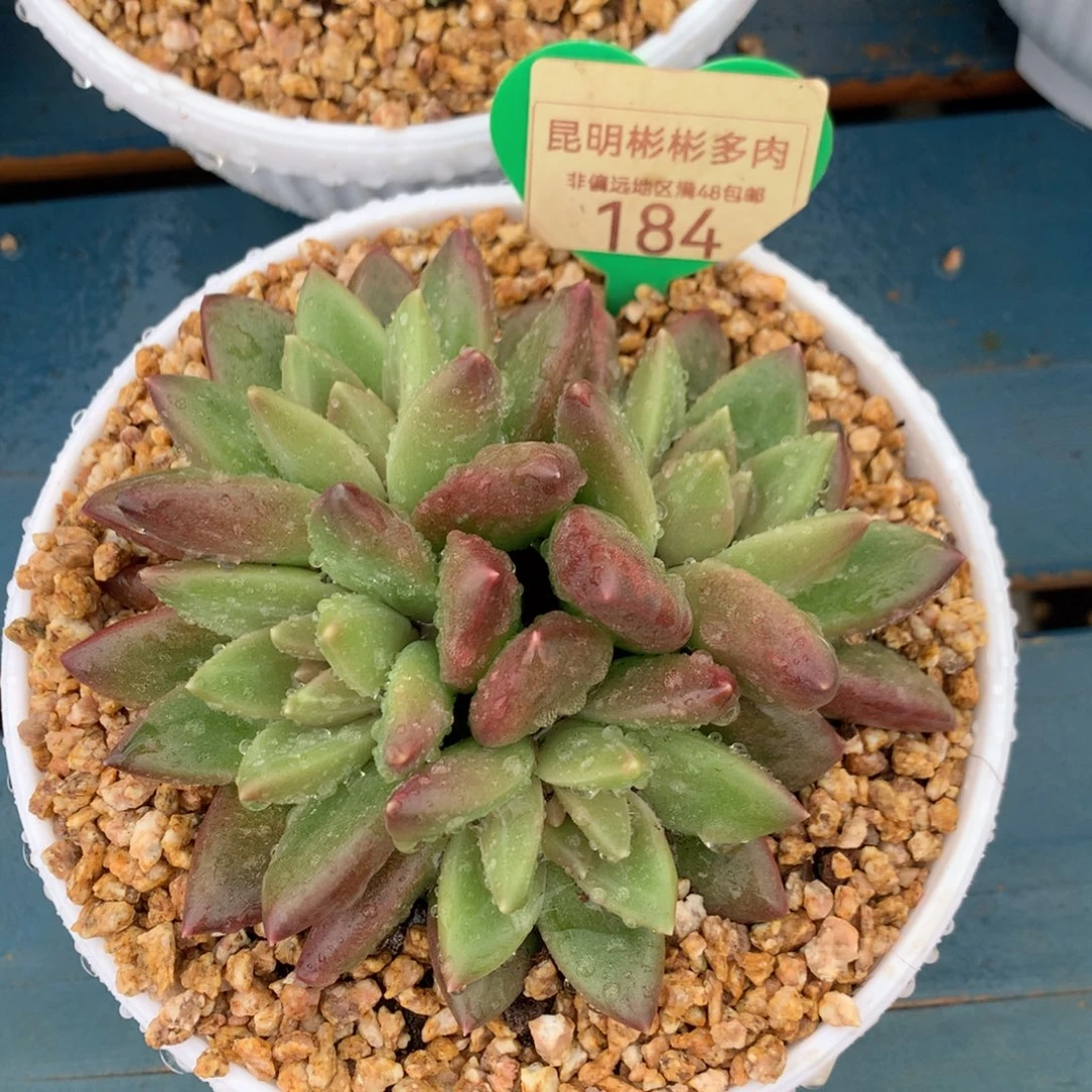 迷雾泡泡无砍平头184