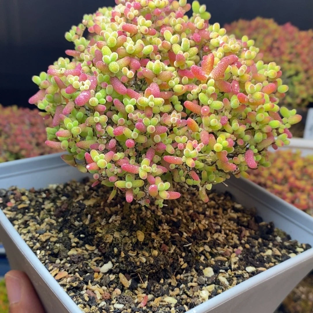 无花朵57号蜜橘糖球枝干