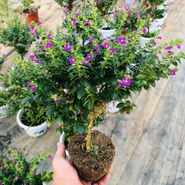 独杆满天星盆栽棒棒糖造型盆景四季开花室内阳台花卉庭院常绿好养