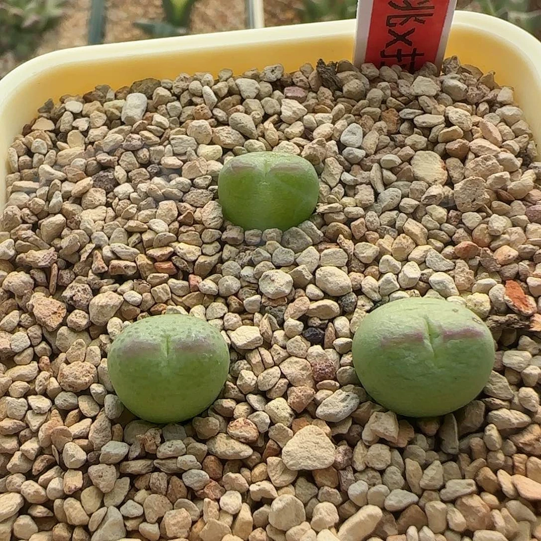 无花朵桃x拉登 单颗价 可选